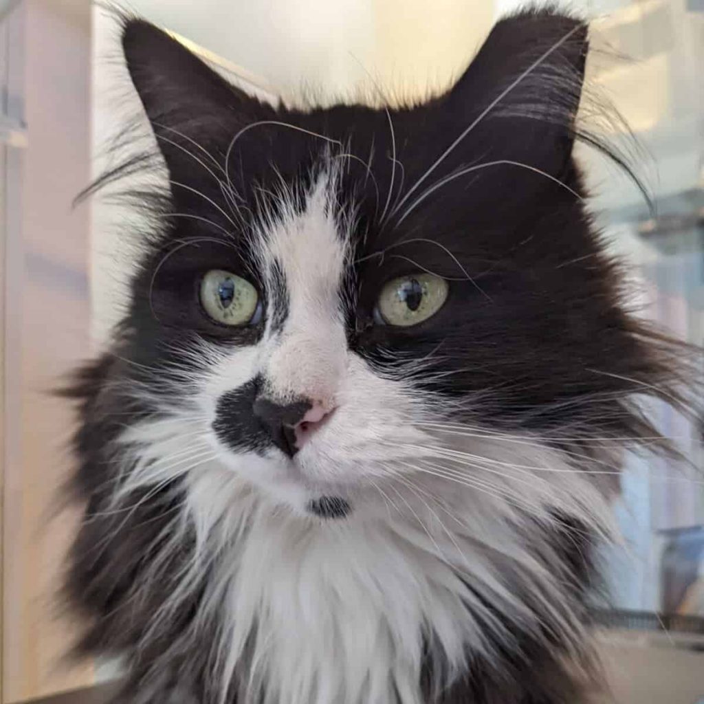 Jack White Kitty Portrait