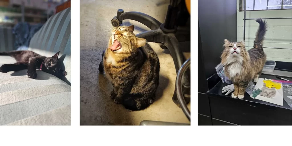 epiphany kitties