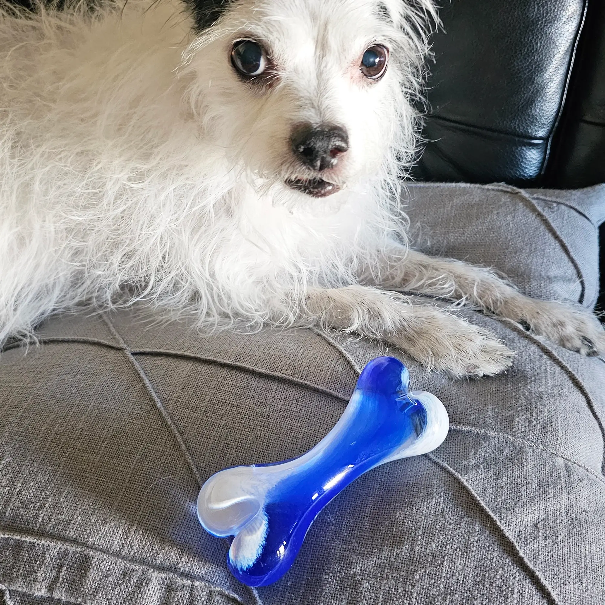 Dog Bone - Cobalt Blue - Image 2